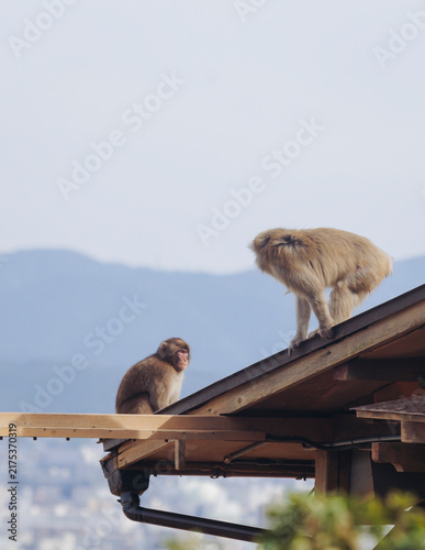 Wall Mural Japanese macaque monkey, Iwatayama Monkey Park, Arashiyama, western Kyoto, Japan