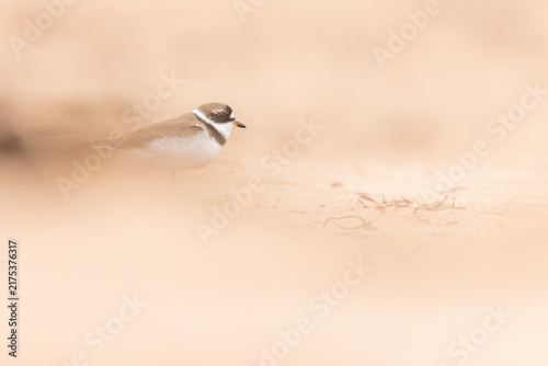 Fotografie semipalmated plover (Charadrius semipalmatus) during the autumn migration