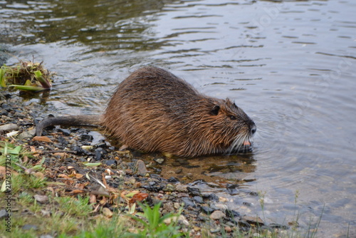 Bild auf Leinwand Nutria on the vltava river banks in prague for wildlife poster and nature backgr