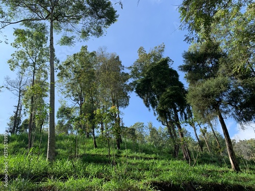 trees in the forest