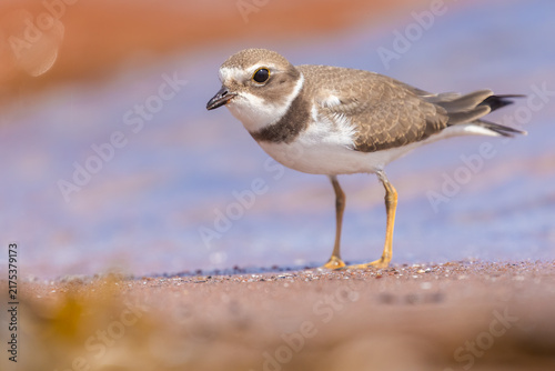 Foto semipalmated plover (Charadrius semipalmatus) during the autumn migration