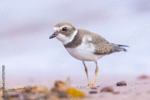 Obraz na płótnie semipalmated plover (Charadrius semipalmatus) during the autumn migration