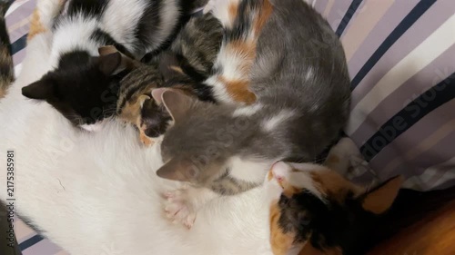 A cozy close-up of a mother calico cat lying down and nursing her group of tiny, sleeping newborn kittens curled up together on a soft striped cushion.