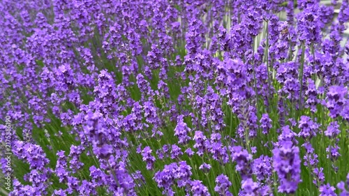 Close-up view of a honeybee pollinating vibrant purple lavender flowers blooming in a lush green field, capturing a serene moment in a sunny summer garden.