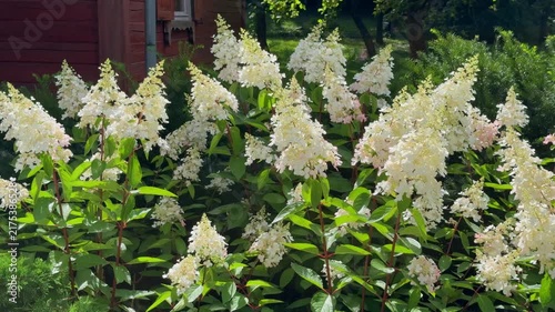 Lush, blooming panicled hydrangeas with large white and pale pink cone-shaped flower clusters growing in a vibrant green garden next to a wooden house.