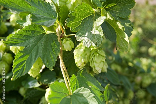 Cuadro en lienzo Green hop cones with leaves on vine close up
