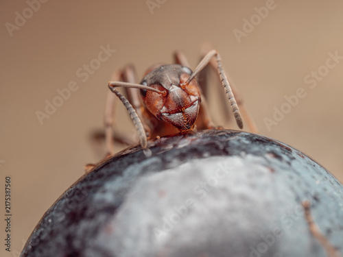 Fotografía Eine kleine rote Waldameise (Formica polyctena) ist in einer frontalen Makroaufnahme zu sehen