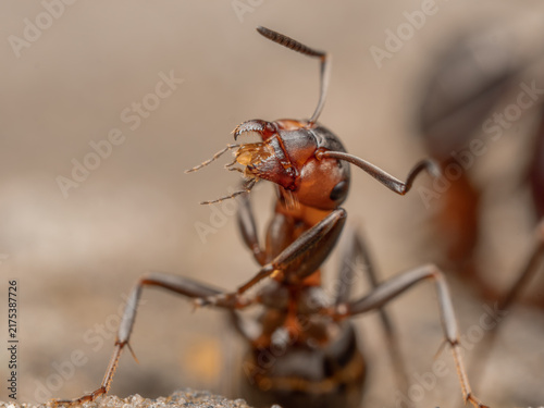 Die Makroaufnahme zeigt eine rote Waldameise (Formica polyctena) in frontaler Ansicht, den Kopf geneigt und die Mandibeln geöffnet.