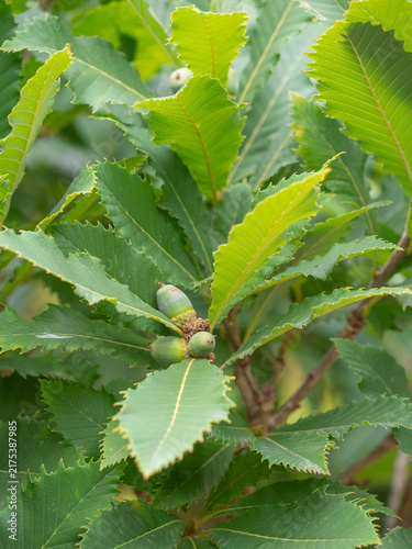 Zu sehen ist eine Nahaufnahme von Eicheln an einem kleinen Zweig einer Pontischen Eiche (Quercus pontica).