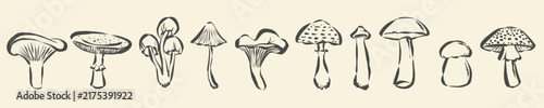 Foto Monochrome mushroom vector set with hand drawn doodle sketches of various wild f