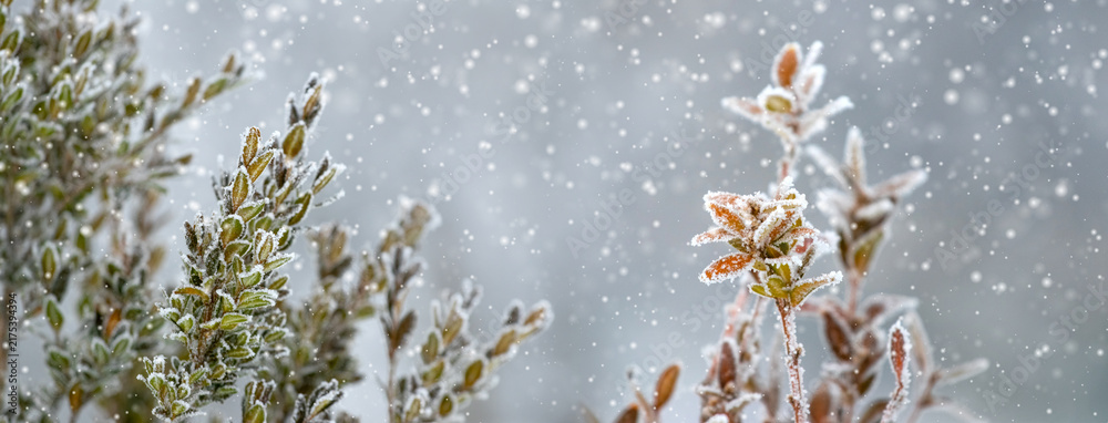 Naklejka premium Frost-covered plants during snowfall in winter closeup