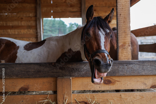 A brown and white horse opening its mouth near a wooden fence inside a barn