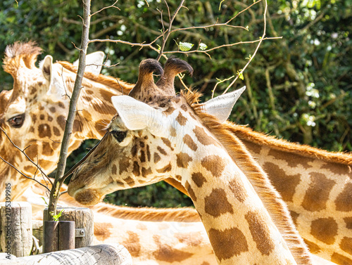 Kordofan giraffe (Giraffa camelopardalis antiquorum) standing at a zoo in France. Portrait of this distinctive African giraffe subspecies, highlighting its long neck, elegant posture