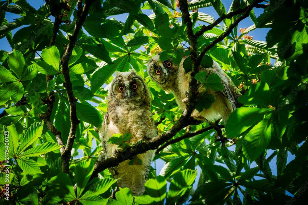 Fototapeta premium Pair of fluffy owlets with striking orange eyes perched curiously on a tree branch amidst lush green foliage and a bright blue sky, observing their surroundings in a vibrant natural
