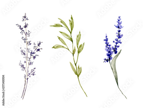A collection of hand-drawn plants and flowers. Watercolor illustrations for decorating greeting cards.
