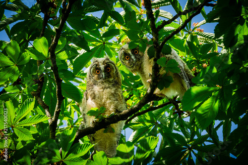Pair of fluffy owlets with striking orange eyes perched curiously on a tree branch amidst lush green foliage and a bright blue sky, observing their surroundings in a vibrant natural