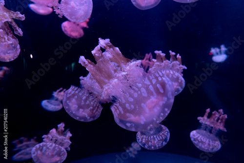 Foto Mesmerizing display of underwater jellyfish with glowing bioluminescence