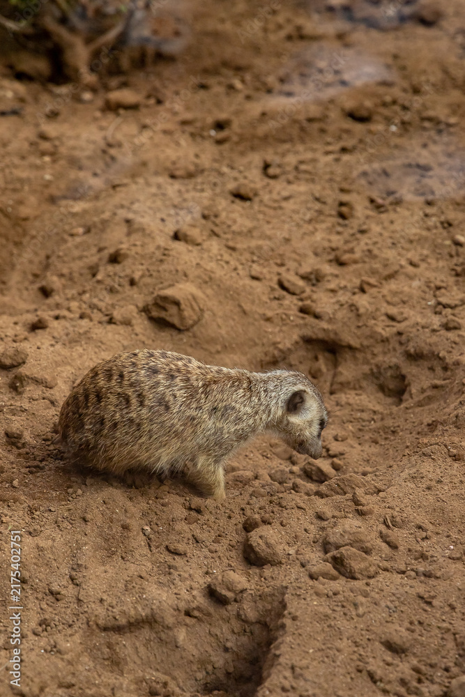 Obraz premium Meerkat exploring a sandy habitat in the wild