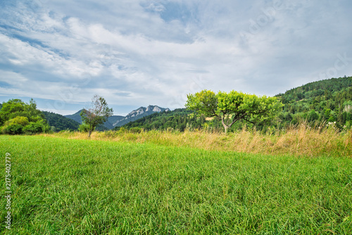 rice field in thailand