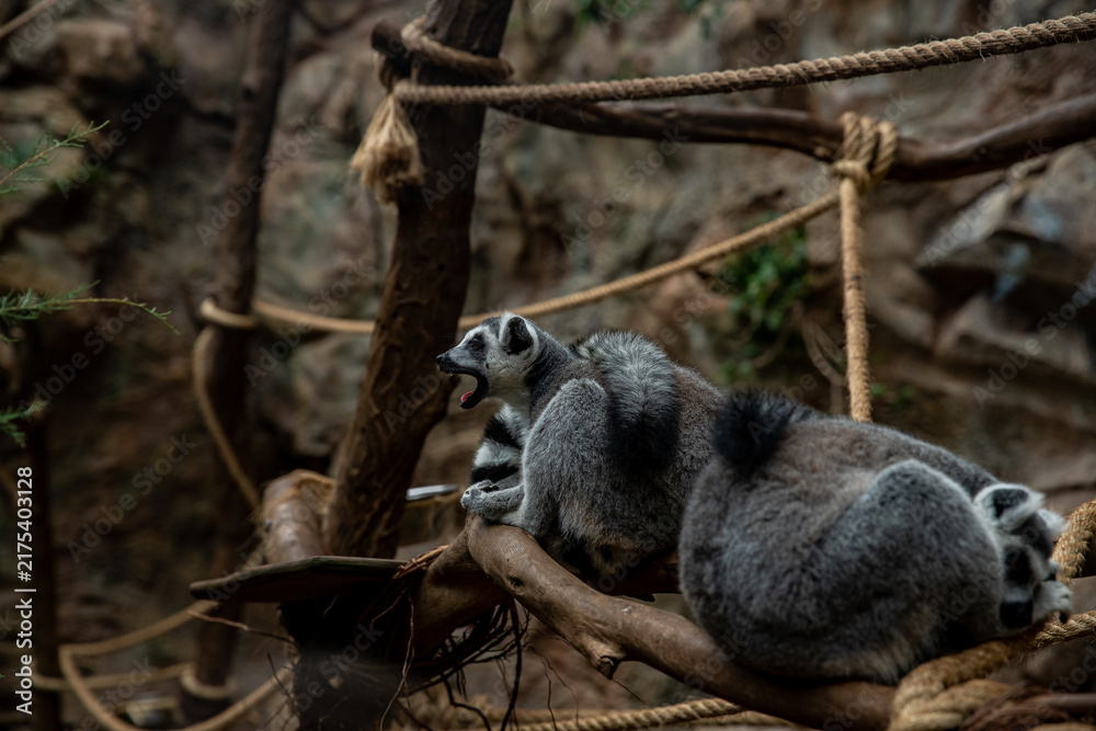Fototapeta premium Lemurs relaxing on tree branches in a natural habitat setting