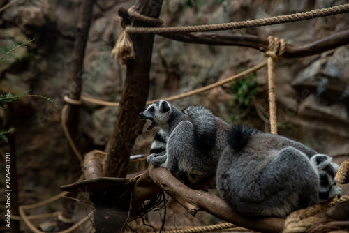 Lemurs relaxing on tree branches in a natural habitat setting