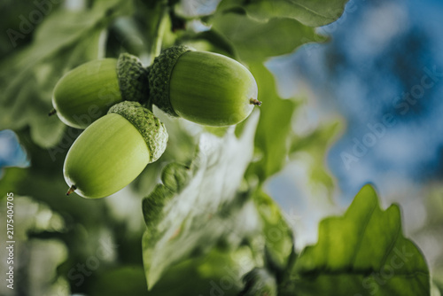 Green acorns hanging from oak tree branches surrounded by lush green leaves against a blurred blue sky in a natural outdoor setting