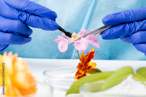 Bild auf Leinwand A biologist examines a flower in a laboratory