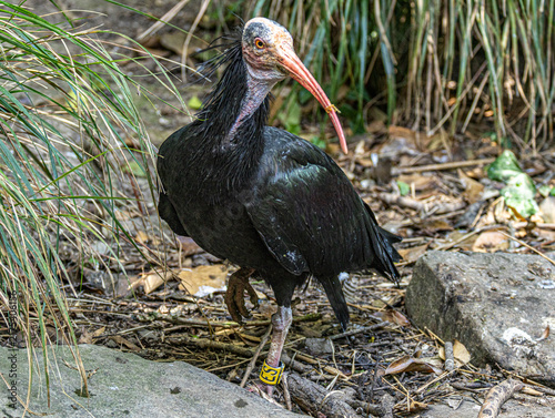 Northern bald ibis (Geronticus eremita) standing in a zoo enclosure, showing its distinctive bald red head, long curved bill and glossy black plumage