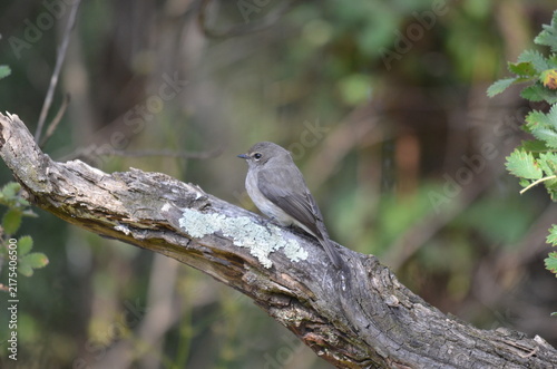 Fotografie African Dusky Flycatcher Perched on a Branch at Thendele, Drakensberg