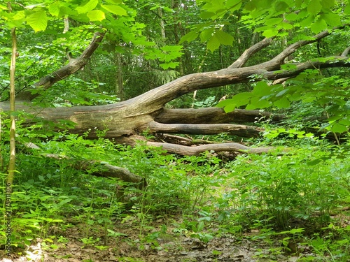 A large fallen tree trunk lies horizontally in a dense deciduous forest, surrounded by lush green undergrowth and vegetation. The massive trunk features gnarled, twisted branches extending in