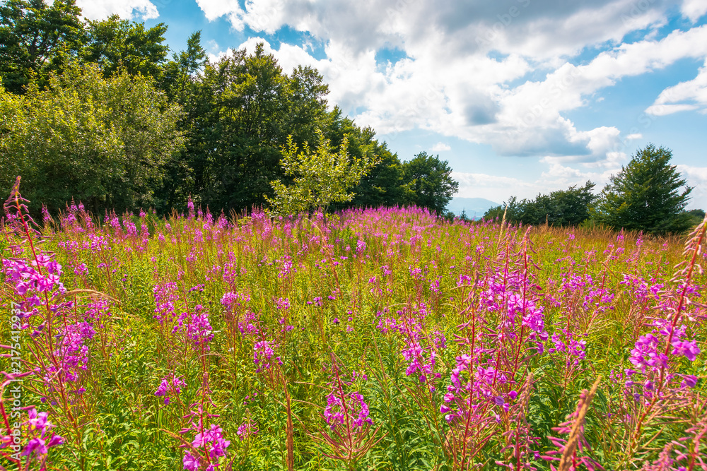 Obraz premium fireweed bloom on the meadow near beech forest. wild purple herb in Carpathian mountains on a late summer day