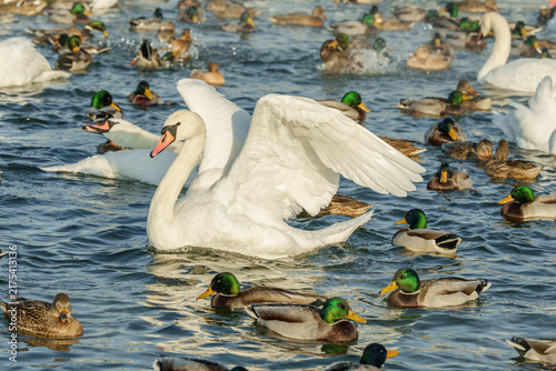 Mute swan spreading wings among mallard ducks wintering on water lake