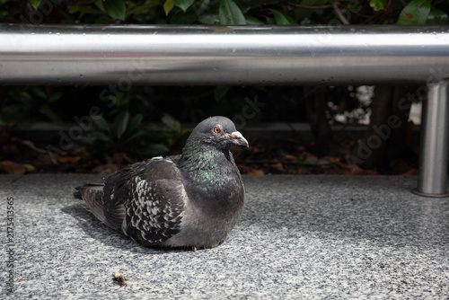 Bild auf Leinwand Pigeon resting on stone surface near greenery in urban area during daylight