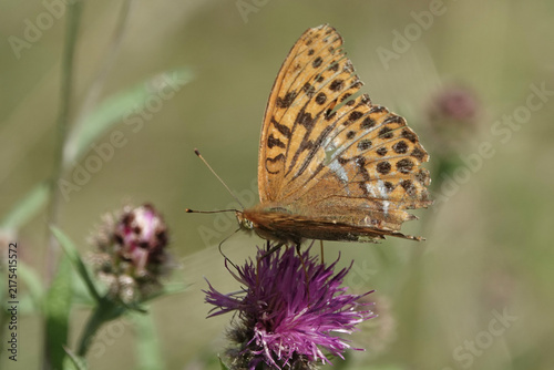 Silver-washed Fritillary butterfly (Argynnis paphia)