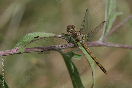 Common Darter dragonfly (Sympetrum striolatum)