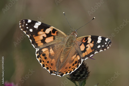 Foto Painted Lady butterfly (Vanessa cardui)