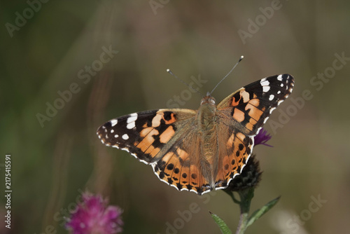 Foto Painted Lady butterfly (Vanessa cardui)