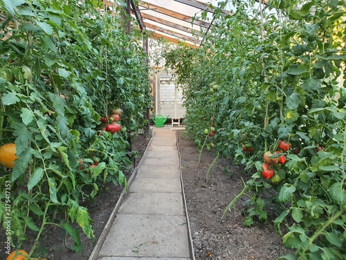 A lush greenhouse interior filled with thriving tomato plants growing in neat rows on both sides of a central concrete walkway. The plants display a mix of ripe red and unripe green tomatoes hanging