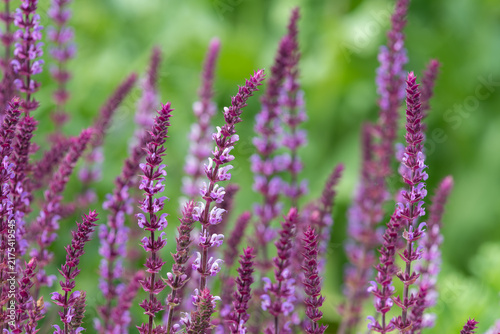 Woodland sage (salvia nemorosa amethyst) flowers in bloom