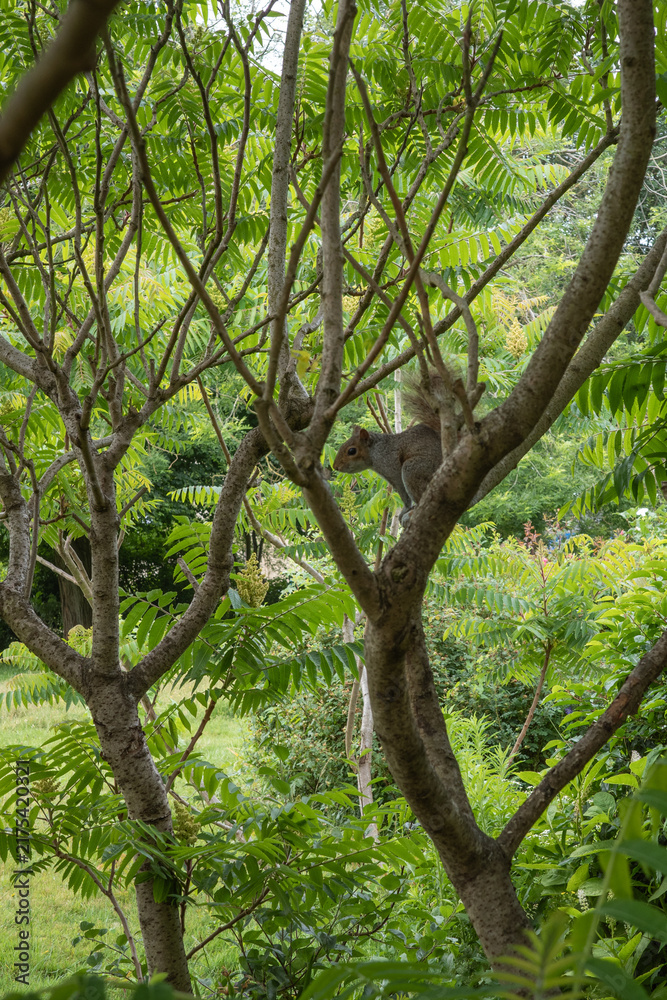 Obraz premium Squirrel climbs tree surrounded by green leaves in a park on a sunny day