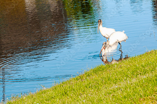 side view, medium distance of, a pair of Wood storks, standing on edge of a blue water, tropical lake, one eating a fish, 