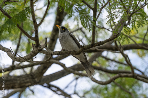 Méliphage bruyant (Manorina melanocephala) perché sur une branche à Brisbane, Australie