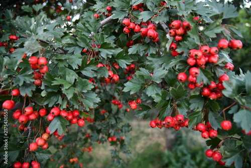 Photography Red wild hawthorn berries on branches