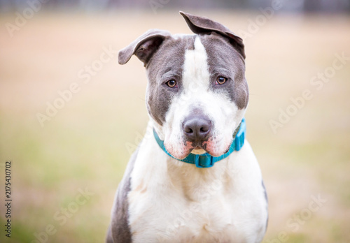 A Pit Bull Terrier mixed breed dog with floppy ears