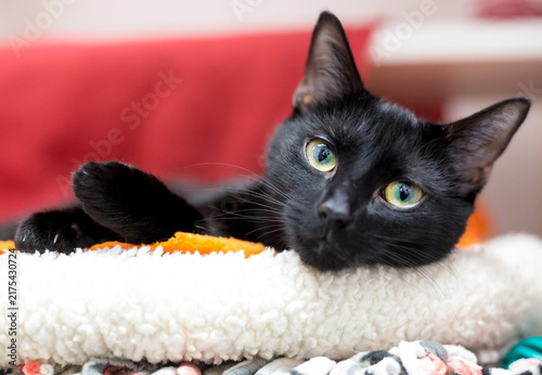 A black shorthair cat lying in a pet bed
