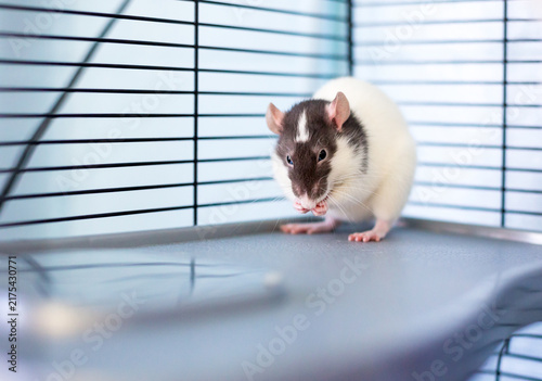 A domestic pet rat grooming itself in a cage