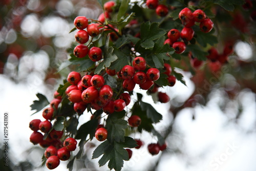 фотографія Red wild hawthorn berries on branches