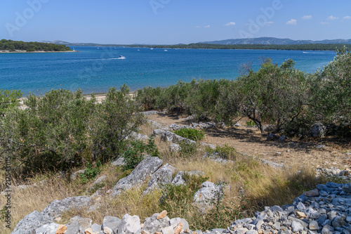 Old olive grove with dry stone walls above a turquoise bay on a hot summer day