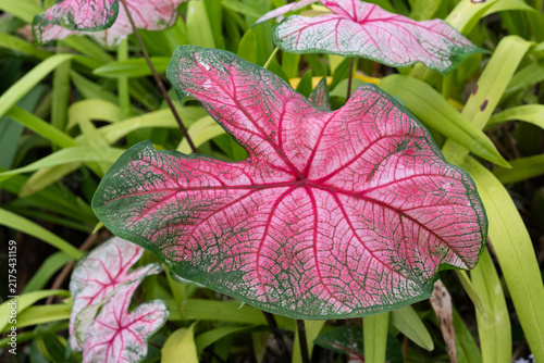 фотографія Feuille rose de Caladium bicolor aux nervures rouges en gros plan