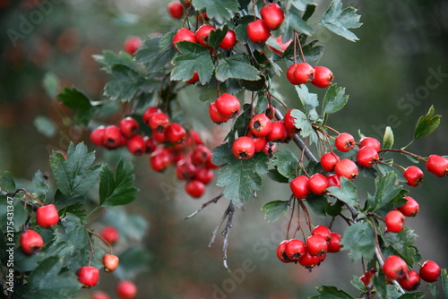 фотографія Red wild hawthorn berries on branches